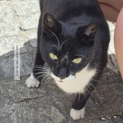 Photo of a cat found in Houilles