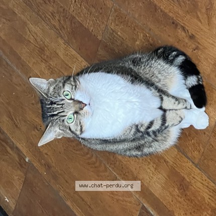 Foto 1/1 Minuscule Kat vermist in Ans