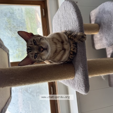 Photo 1/1 polo Cat lost in Prevost