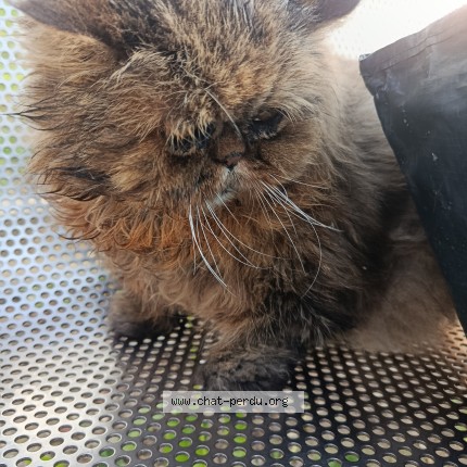 Foto einer wiedergefundenen Katze in Bagnolet