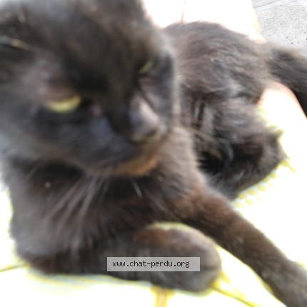 Foto 1/1 missa Kat vermist in Tournai