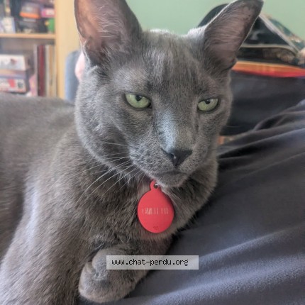 Photo 1/1 Omelette Cat lost in Montreal