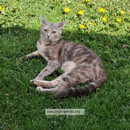 Photo of a cat found in Favars
