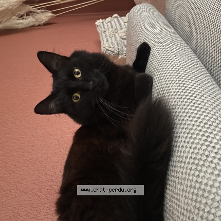 Foto 1/1 Tchuwy Kat vermist in Orcq