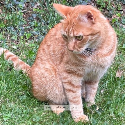 Foto 1/3 Apollo Kat vermist in Bruxelles