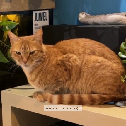 Foto 2/3 Apollo Kat vermist in Bruxelles