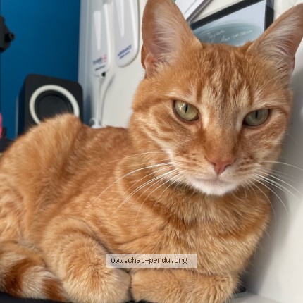 Foto 3/3 Apollo Kat vermist in Bruxelles