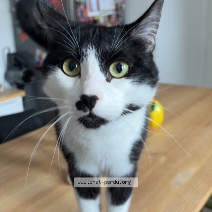 Photo of a cat found in Coutances