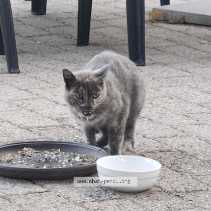 Foto 1/1 Gatto trovato Trovato a Le Vaud