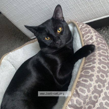 Photo 1/1 cookie Cat lost in Gibsonia