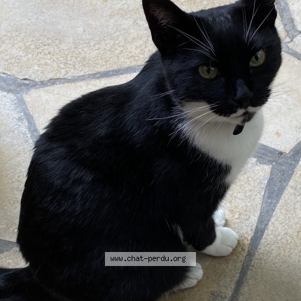 Foto 1/1 Felix Kat vermist in Woluwe Saint Lambert
