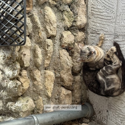 Photo of a cat found in Montbouy