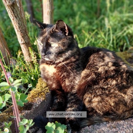 Foto 1/1 Jade Kat vermist in Rhode Saint Genese
