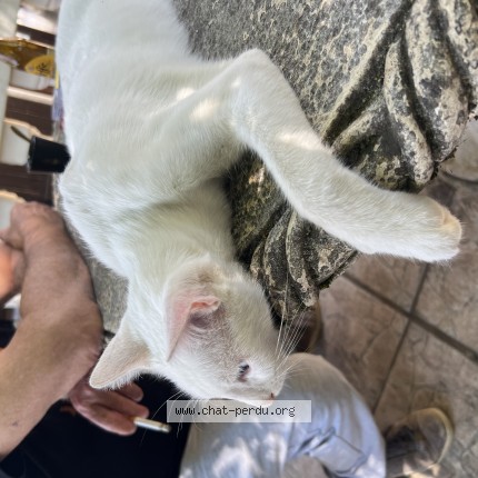 Photo of a cat found in Moret