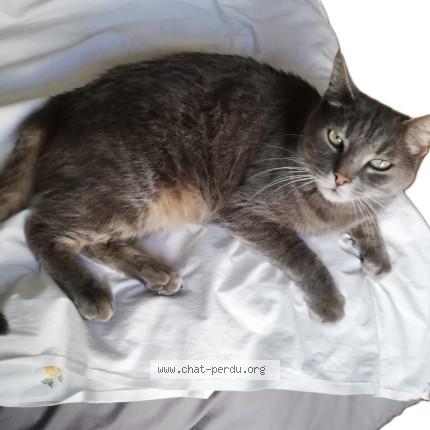 Photo of a cat found in Montpellier