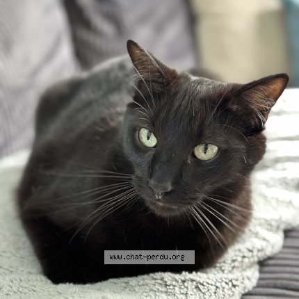 Photo of a cat found in Vertou