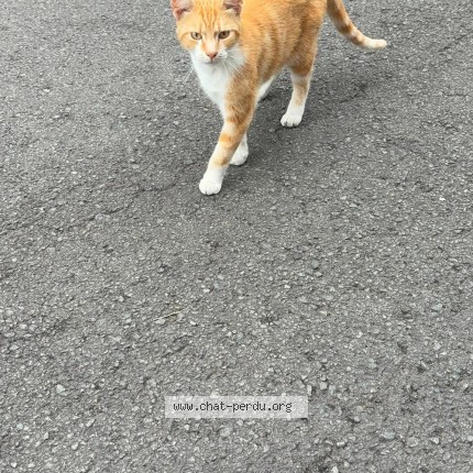 Foto 1/1 Kat gevonden Gevonden in Elouges