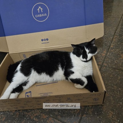 Foto 1/1 Sylvester Kat vermist in Anderlues