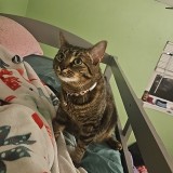 kiri