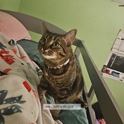 Photo 1/1 kiri Cat lost in Virginia Beach