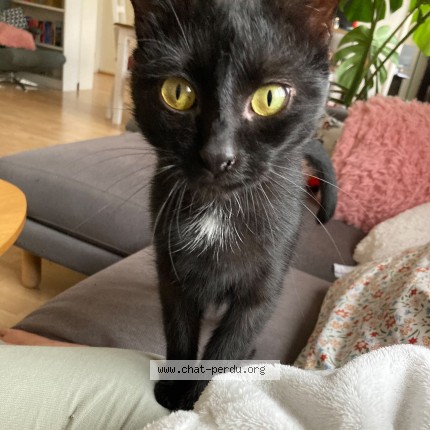 Photo of a cat found in Selestat