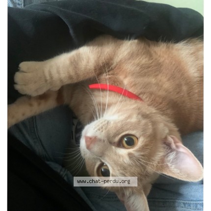 Photo of a cat found in Rennes
