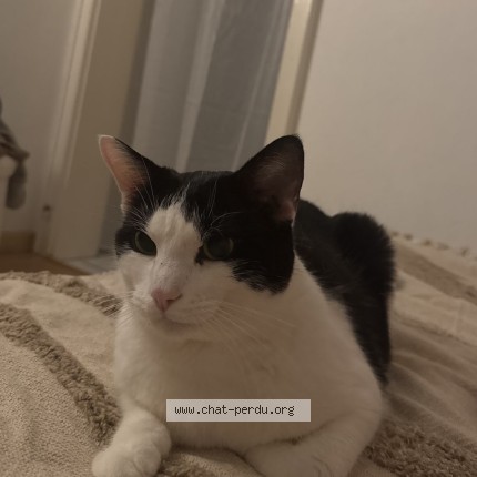 Photo of a cat found in Strasbourg