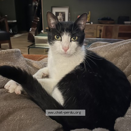 Photo of a cat found in Essey Les Nancy