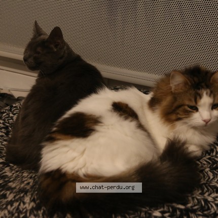 Photo of a cat found in Orsay
