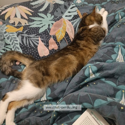 Photo of a cat found in Hillion