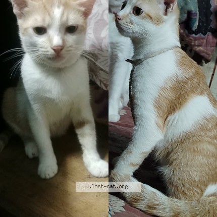 Photo 1/1 Poto Cat lost in Kolkata