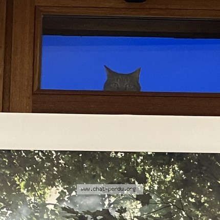 Foto van vermiste kat in Liege
