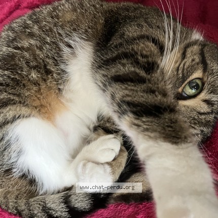 Foto 1/3 pomba Kat vermist in Liege
