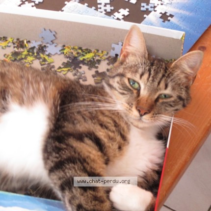 Foto 2/3 pomba Kat vermist in Liege
