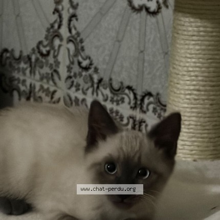 Foto 1/1 nova Kat vermist in Bruxelles