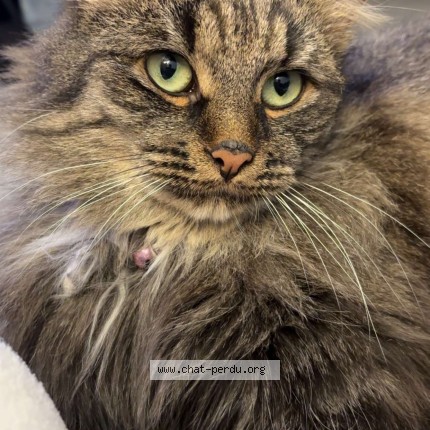 Foto 1/1 Yoda Kat vermist in Asse
