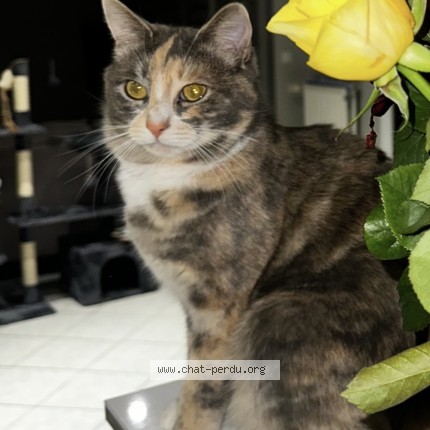Photo of a cat found in Roubaix