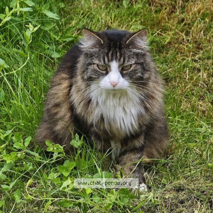 Foto 1/1 King Kat vermist in Herstal