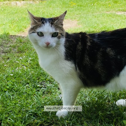 Photo of a cat found in Aix Villemaur Palis