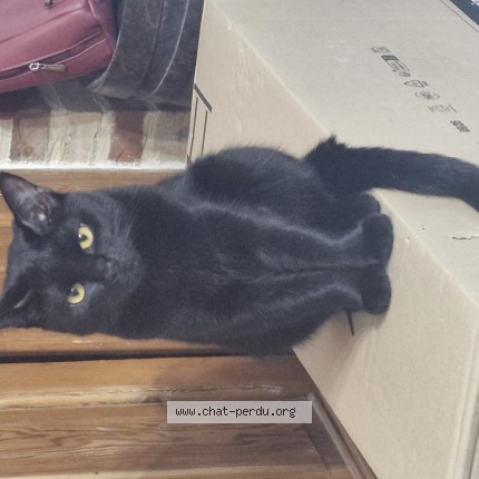 Photo of a cat found in Croix Caluyau