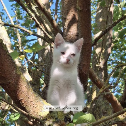 Photo of a cat found in Paris