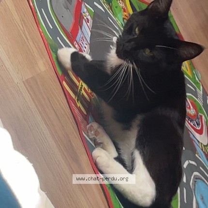 Photo of a cat found in Le Cateau Cambresis