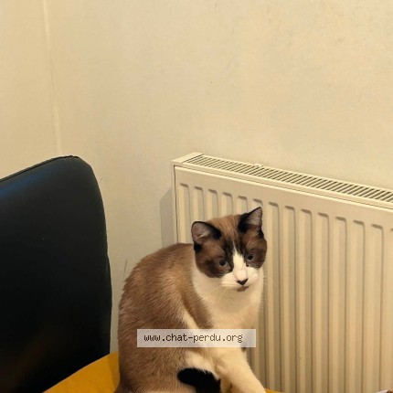 Foto van vermiste kat in Liege