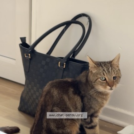 Photo of a cat found in Barentin