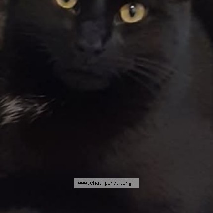 Photo of a cat found in Neuville Les Loeuilly