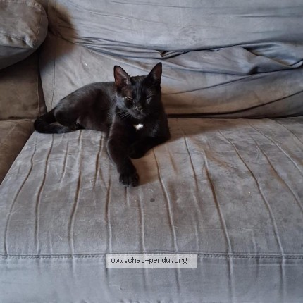 Photo of a cat found in Le Blanc Mesnil