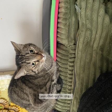 Photo of a cat found in Bordeaux