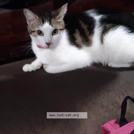 Photo 1/1 porsha Cat lost in Yelm