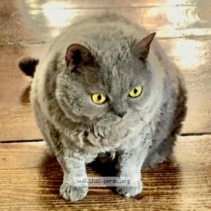Foto 1/1 CRAPOUILLE Katze verloren in Kehl