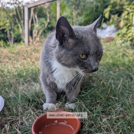 Foto 1/2 Kat gevonden Gevonden in Liege